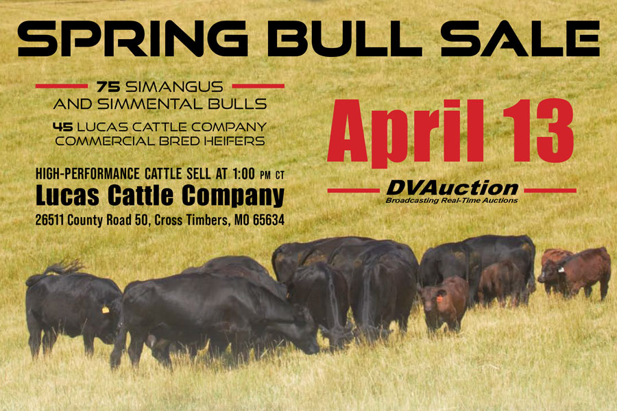 Lucas Cattle Company Bull Sale